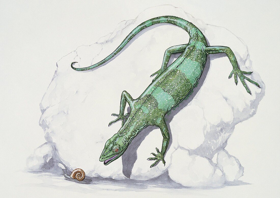 Youngina hunting a snail,illustration