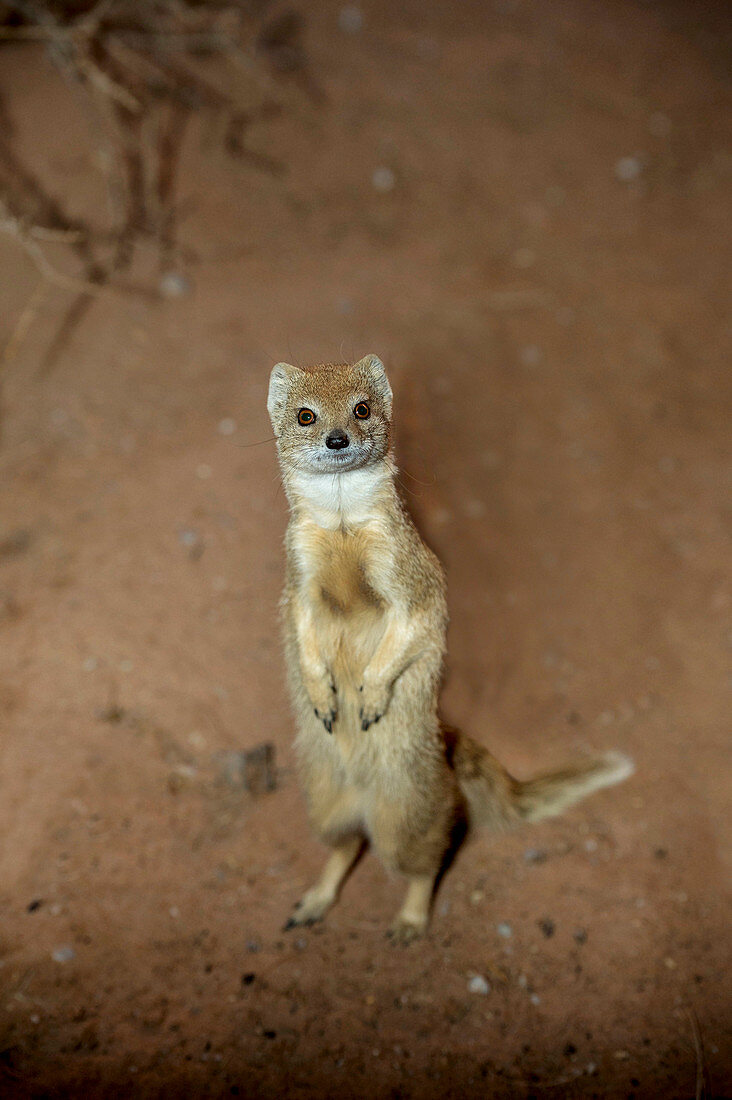 Yellow Mongoose in Bipedal Stance