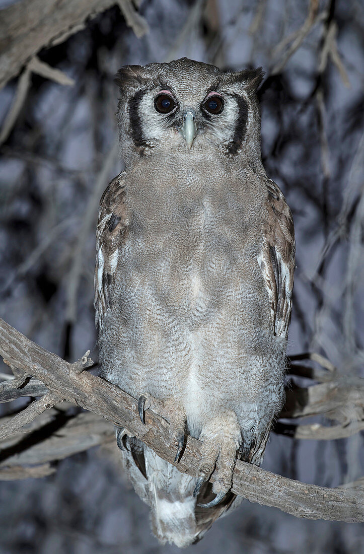 Immature Verreaux's Eagle Owl