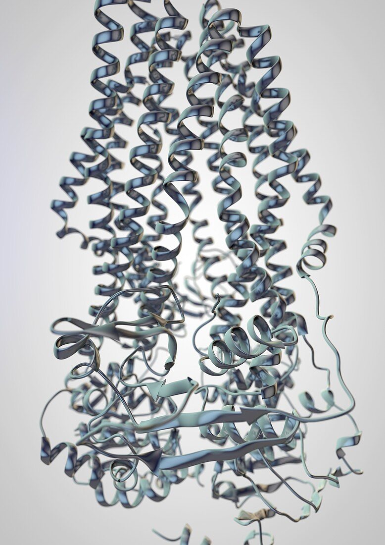 Transport protein,illustration