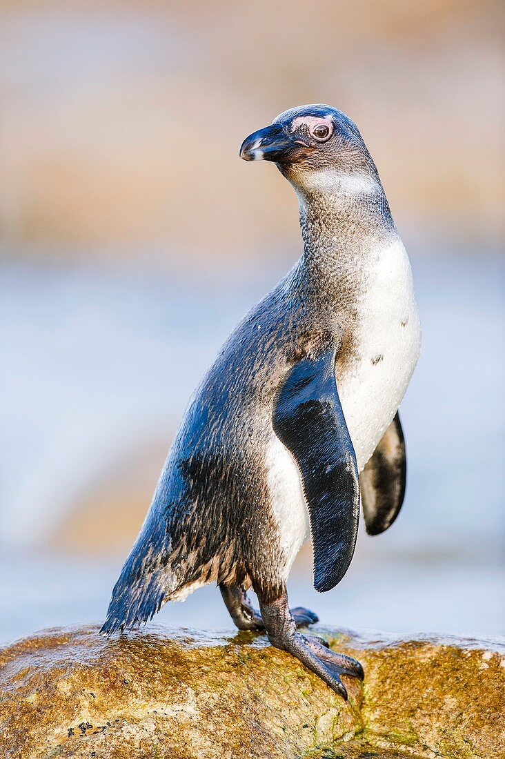 African Penguin Juvenile