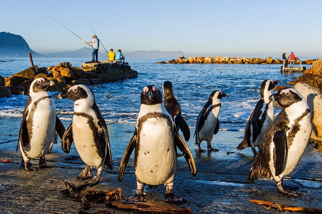African Penguins preening