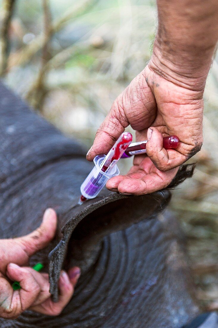 Black Rhino blood testing