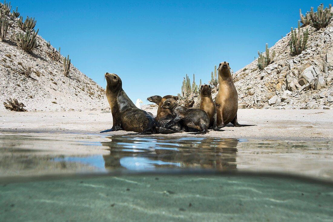 California sea lions