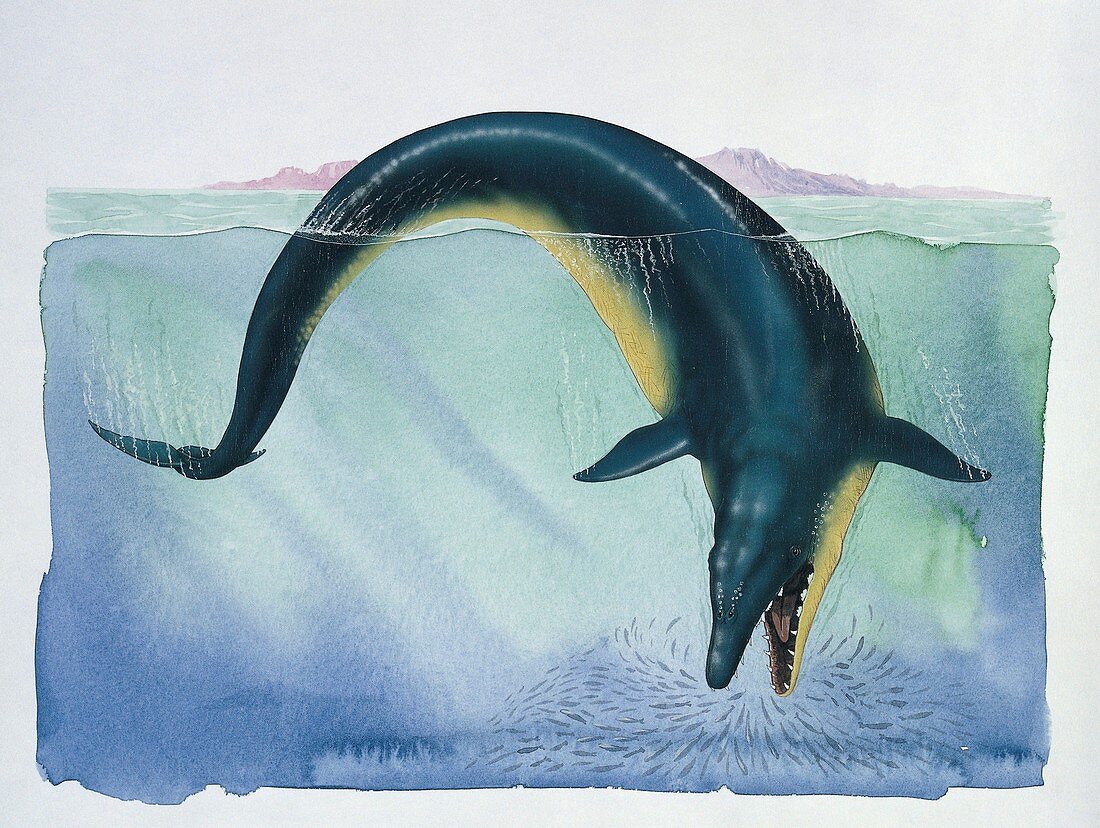 Basilosaurus fish,illustration