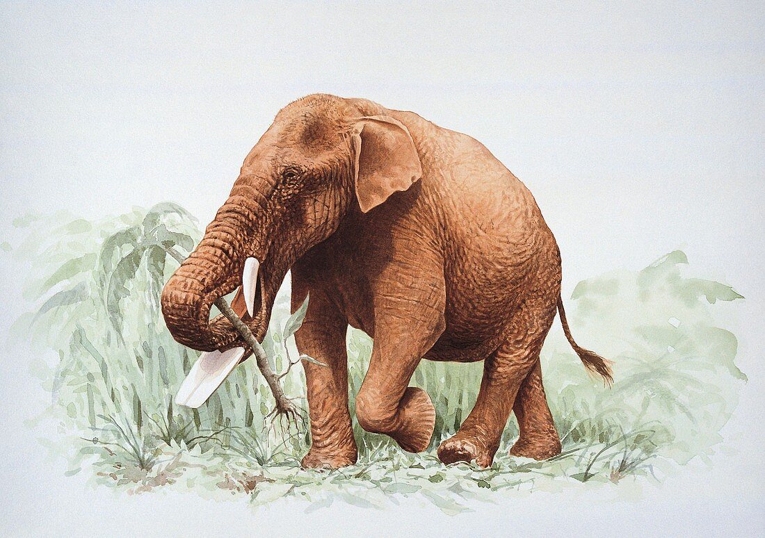 Elephant eating plant,illustration
