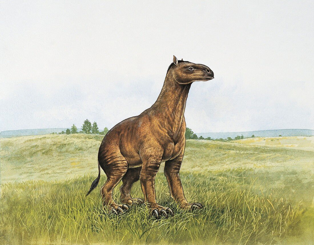 Moropus standing in a field,illustration