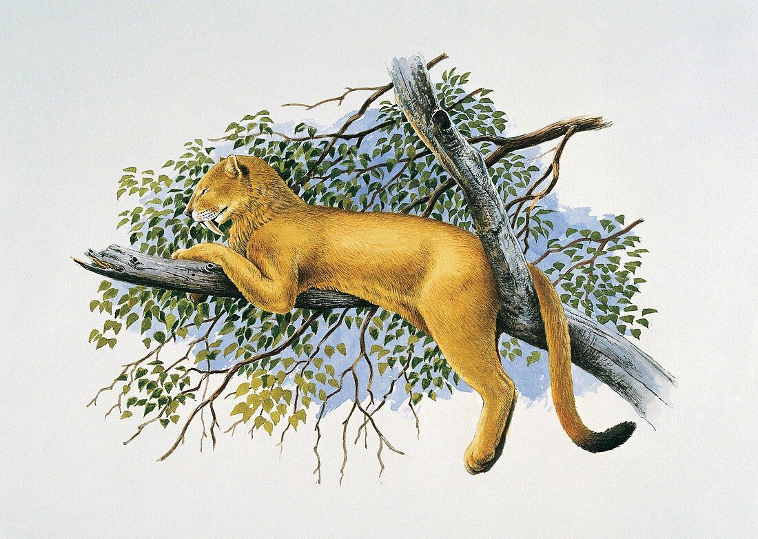 Saber tooth lion,illustration