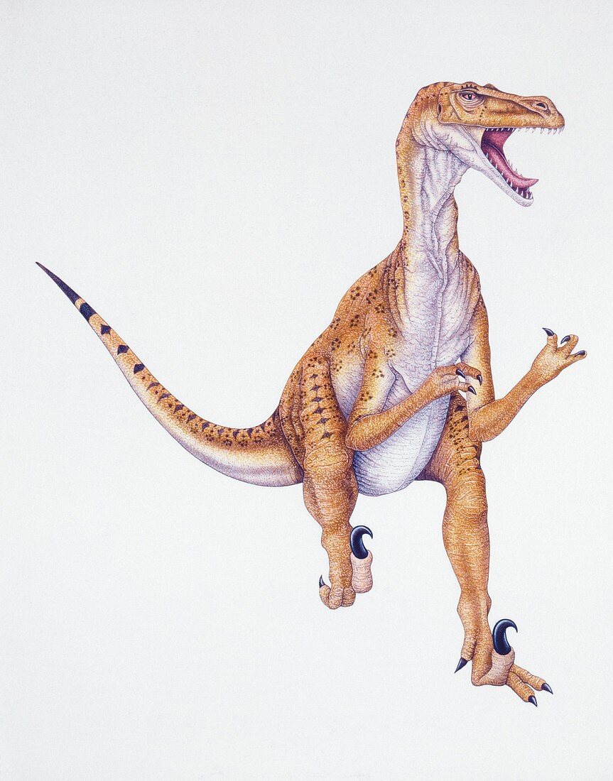 Velociraptor,illustration