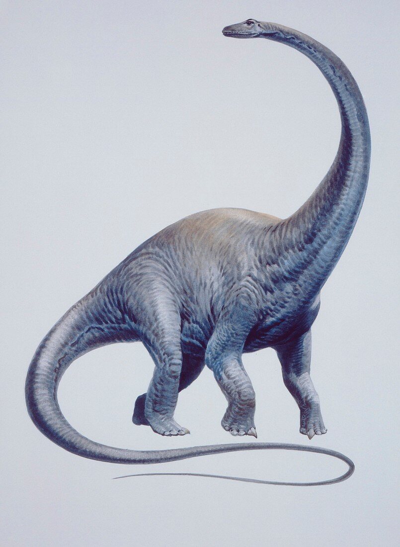 Illustration of Diplodocus,illustration