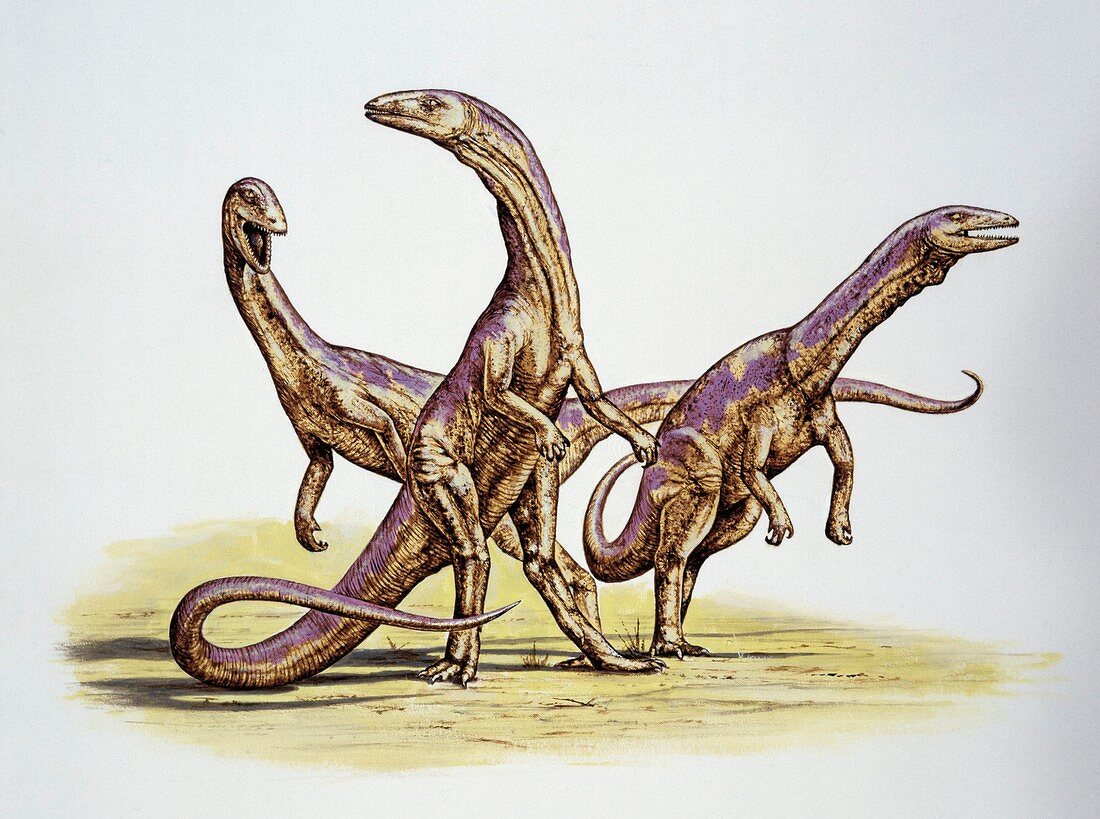 Three Coelophysis dinosaurs,illustration