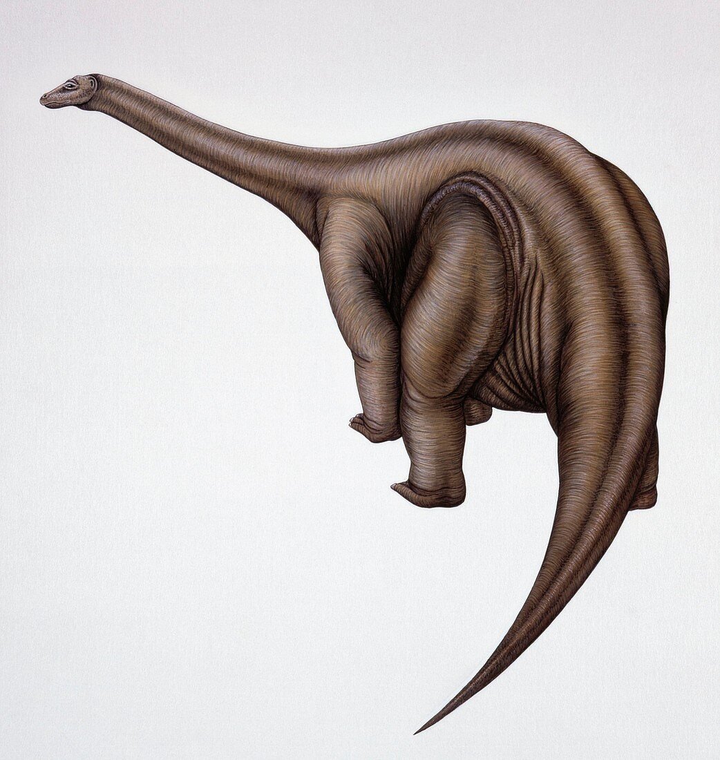 Illustration of Cetiosaurus,illustration