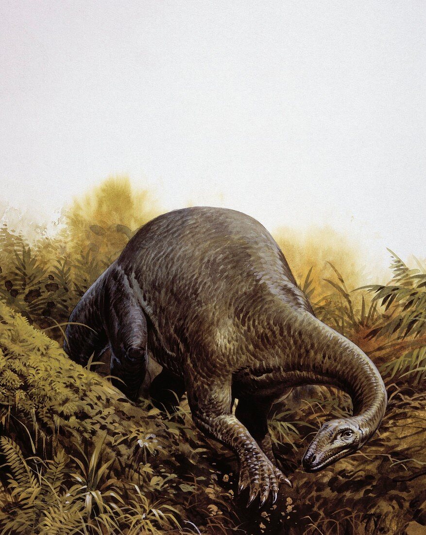 Plateosaurus,illustration