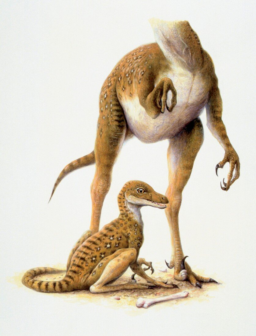 Velociraptors,illustration