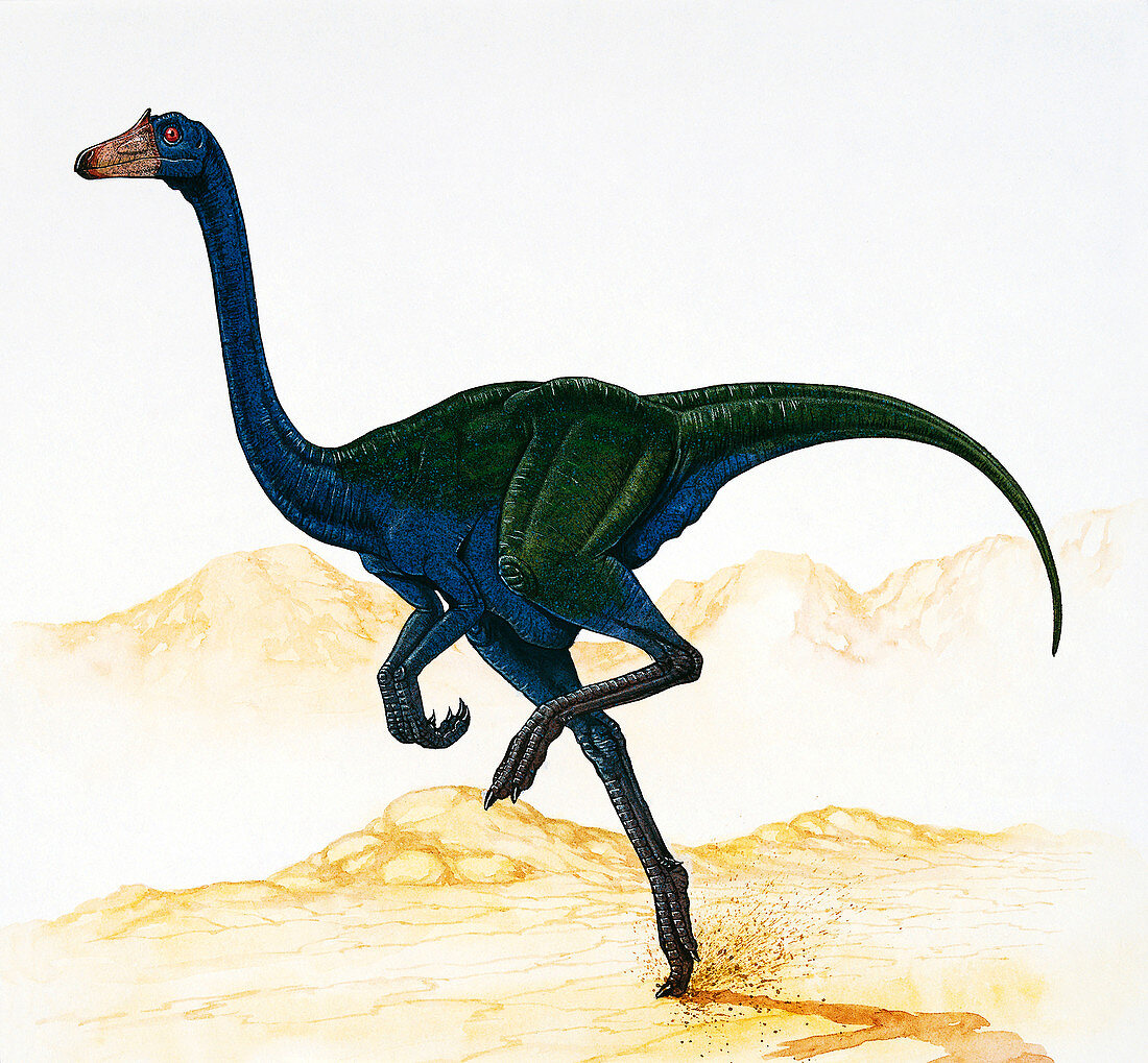 Illustration of Garudimimus