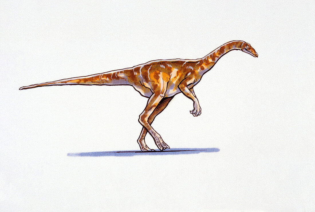 Illustration of Deinocheirus