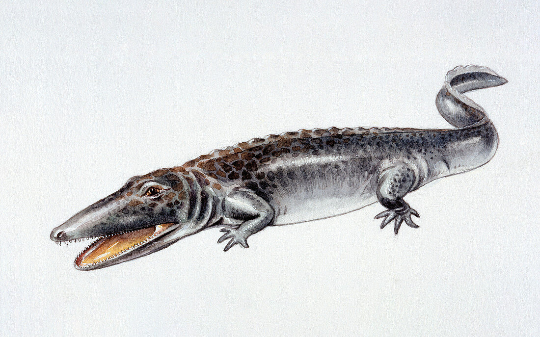 Illustration of Paracyclotosaurus