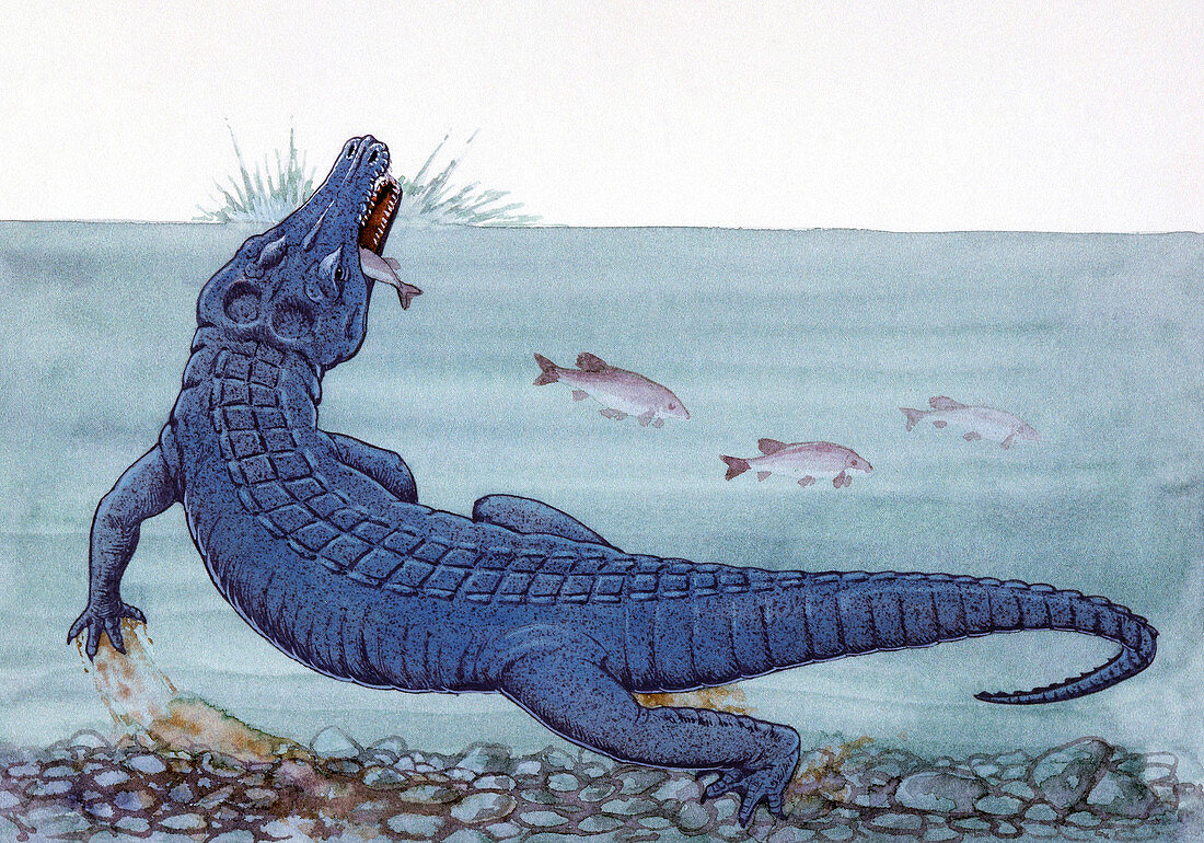 Illustration of Orthosuchus