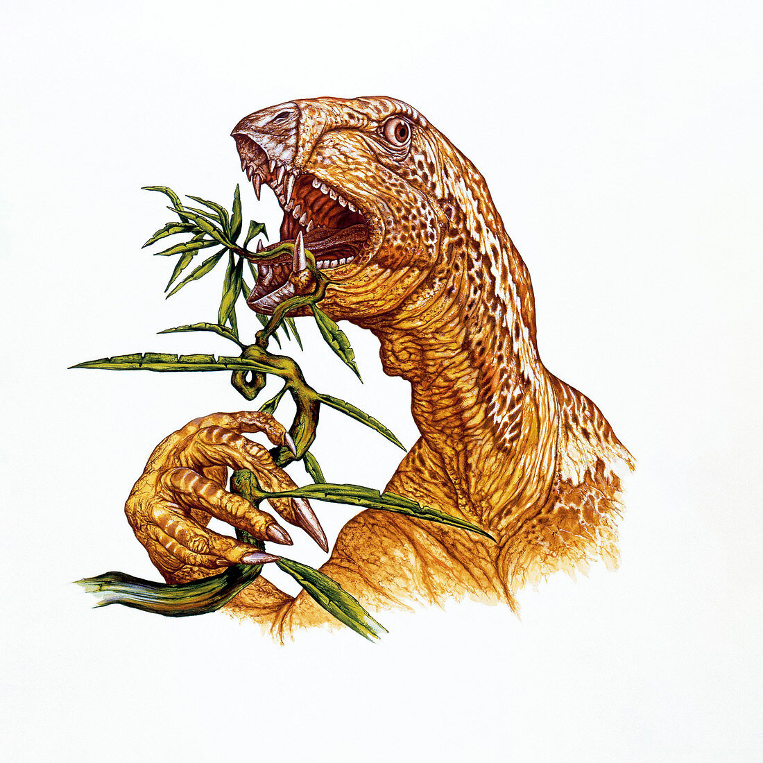 Illustration of Heterodontosaurus