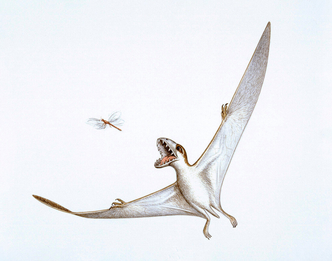 Illustration of Anurognathus