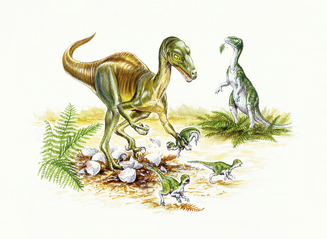 Illustration of Troodon