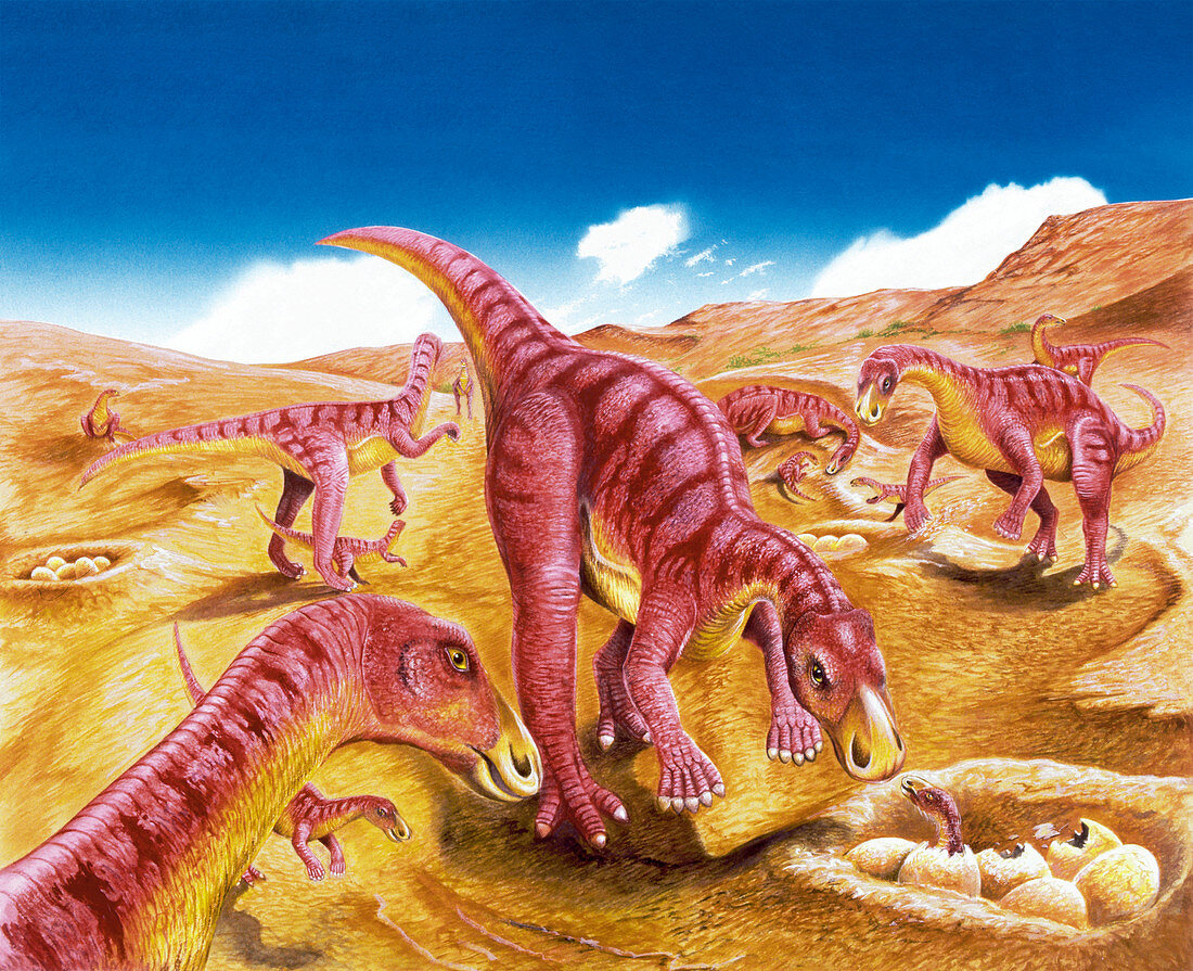 Illustration of Gilmoreosaurus