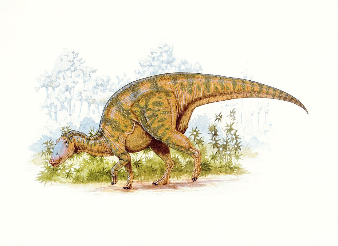 Illustration of Hadrosaurus