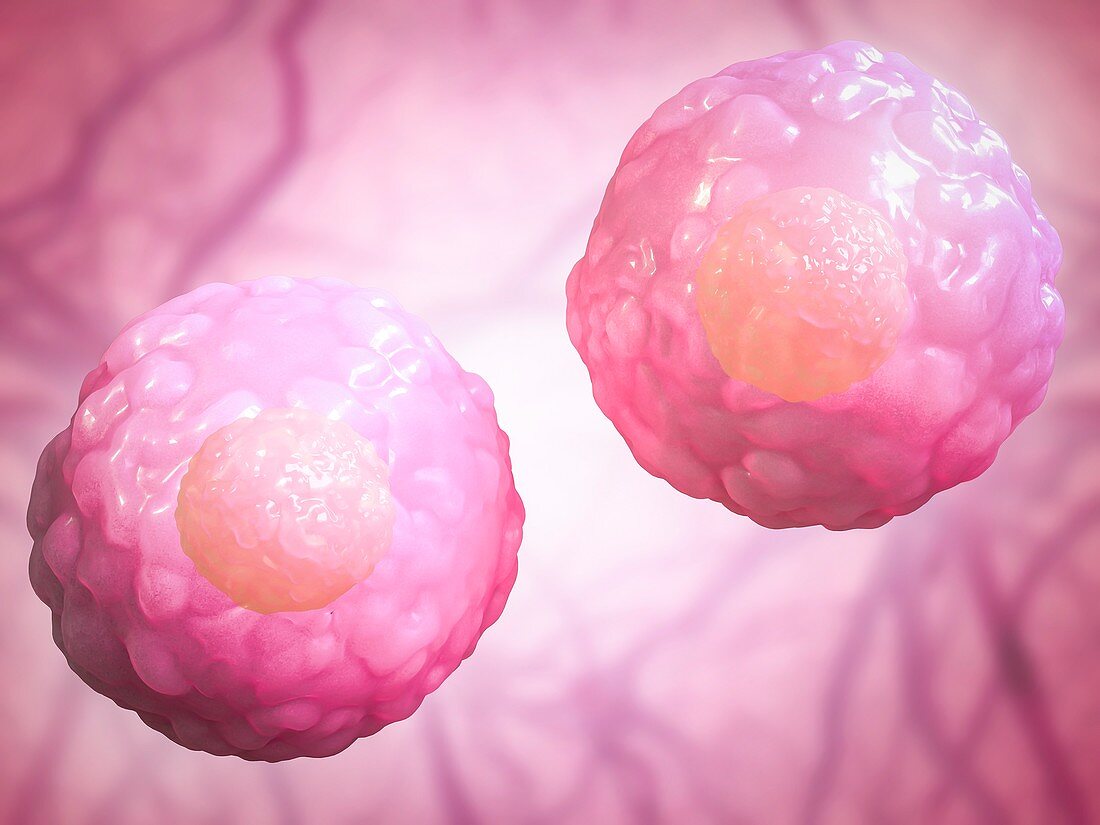 Stem cells,illustration