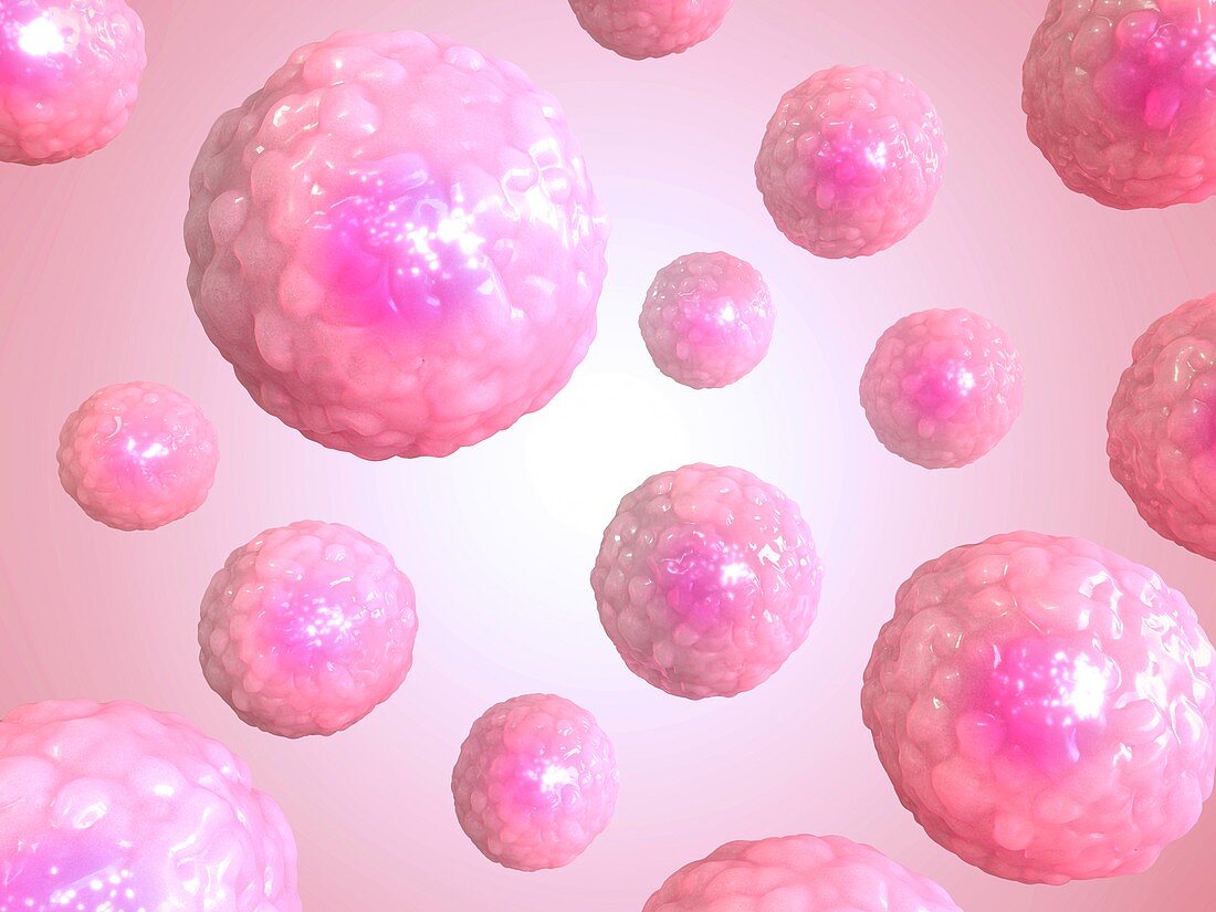 Stem cells,illustration