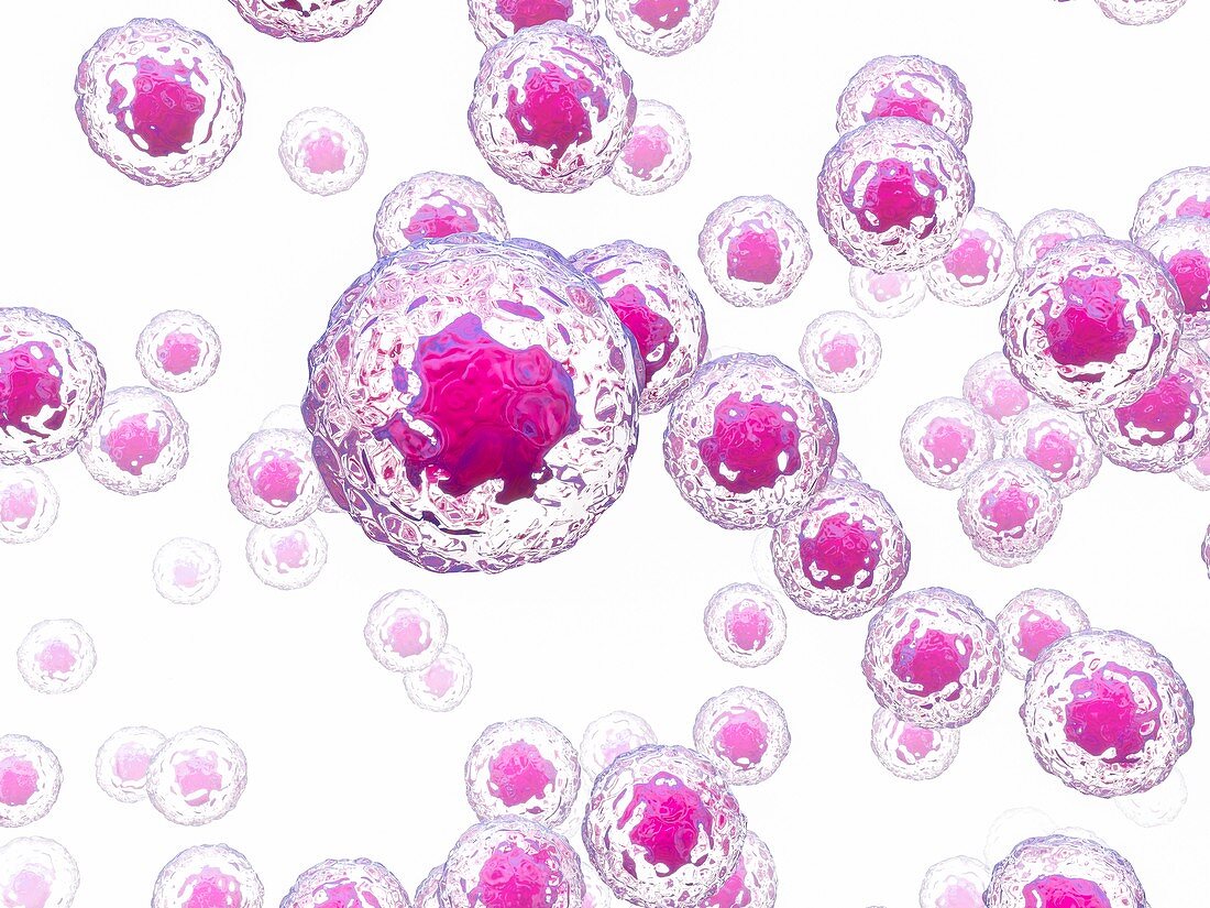Stem cells,illustration