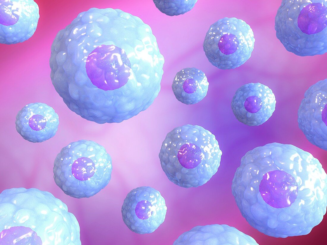 Stem cells,illustration