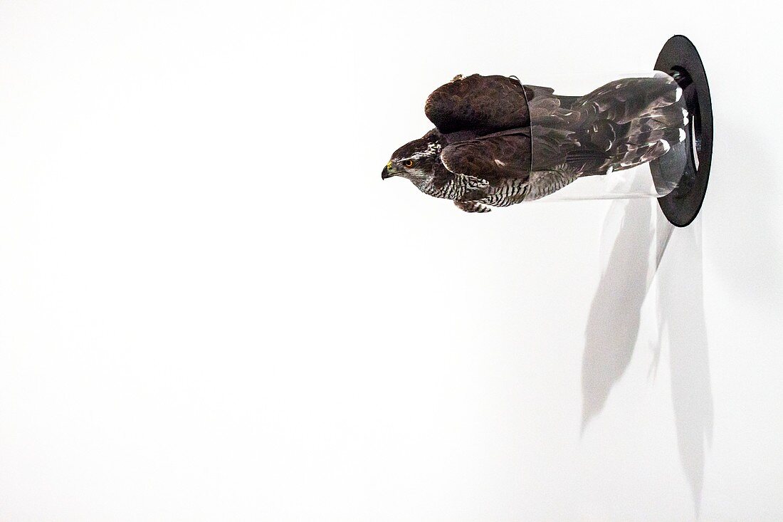 Northern goshawk flying through a tube