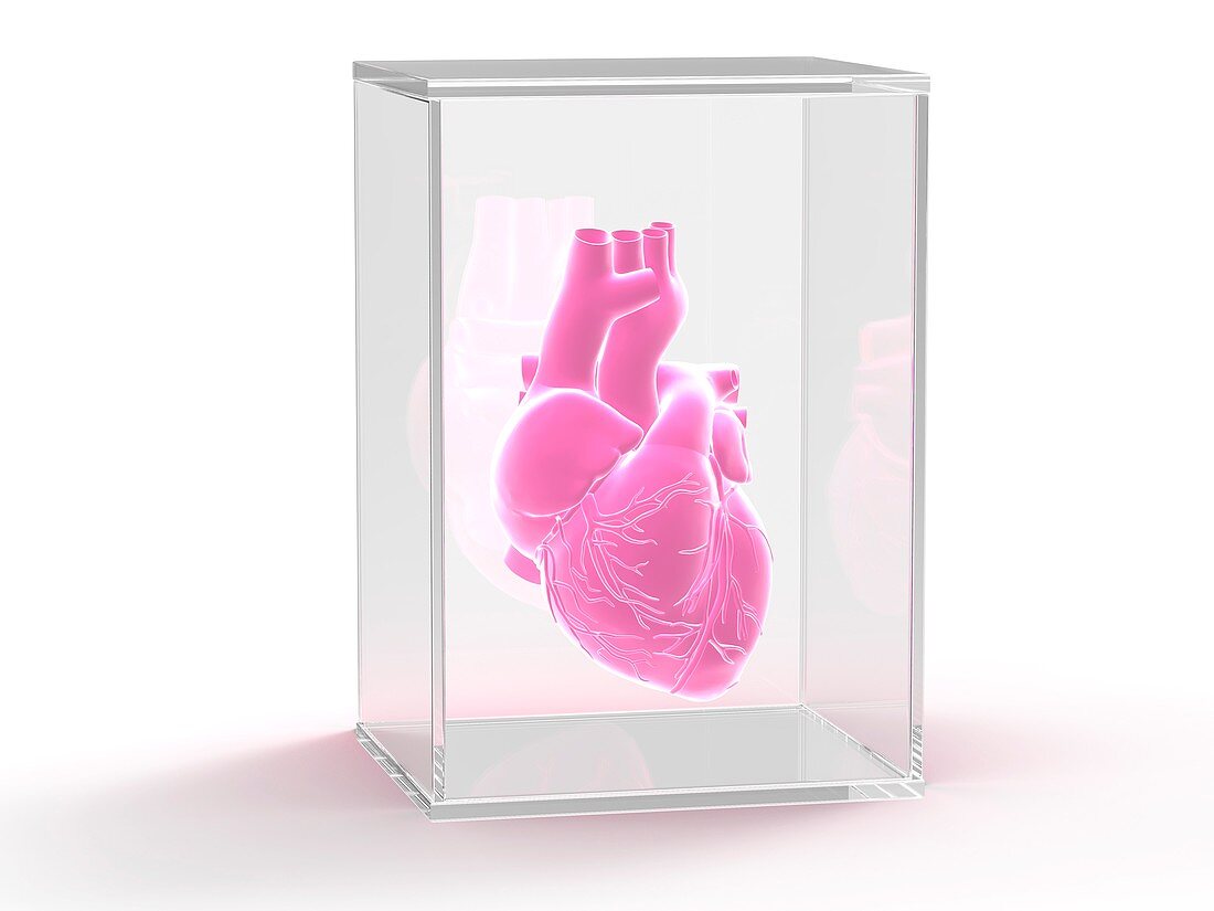 Human heart in a glass case,artwork
