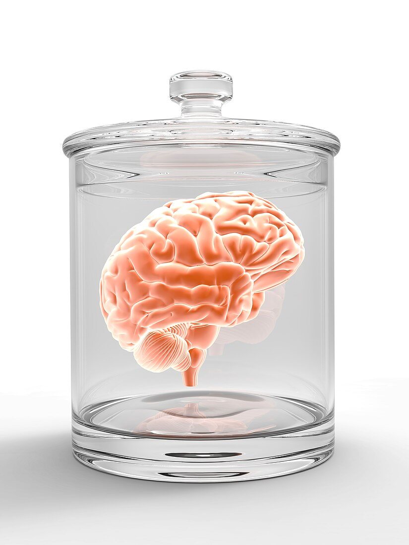 Human brain in a glass jar,artwork