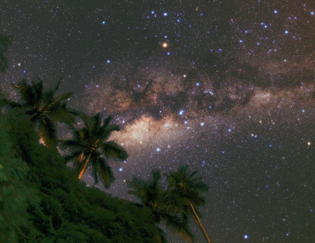 Tropical Starry Night