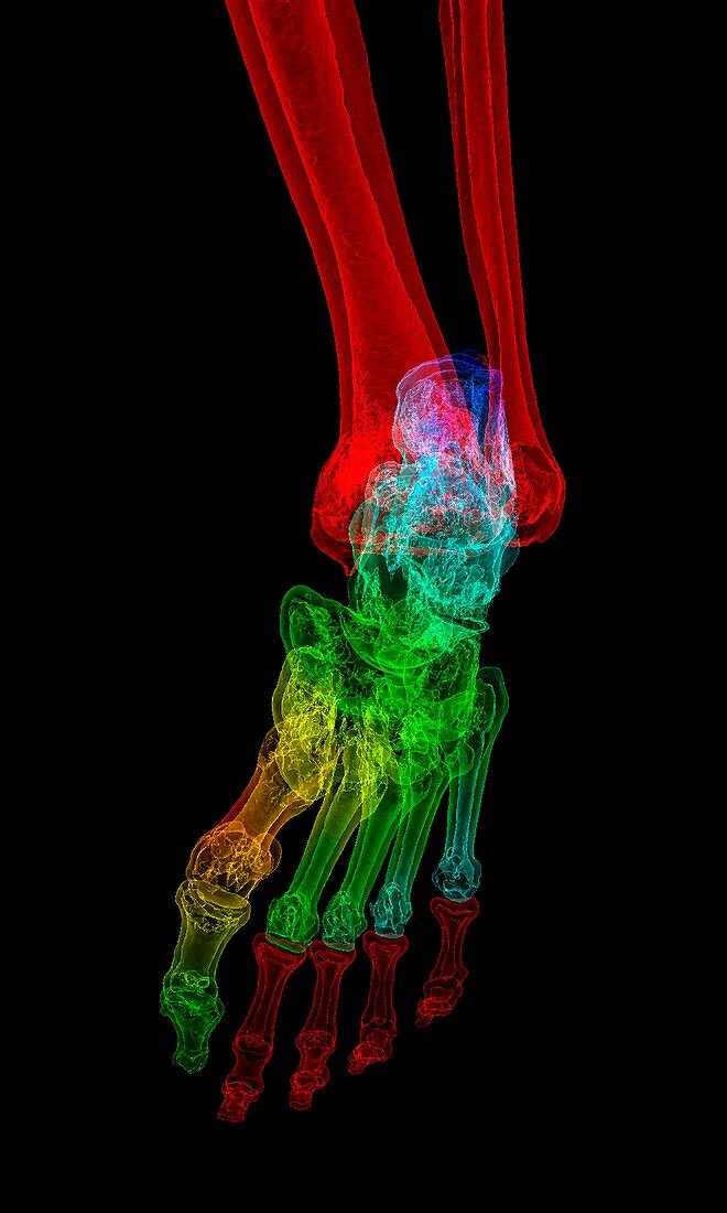 Normal foot and ankle,3D CT scan