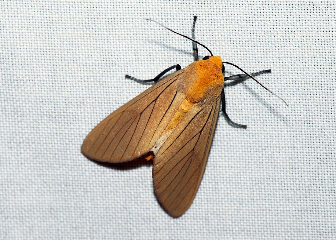 Moth on a moth trap
