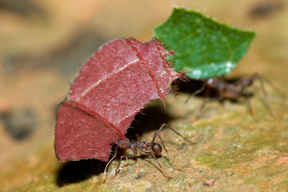 Leafcutter ants