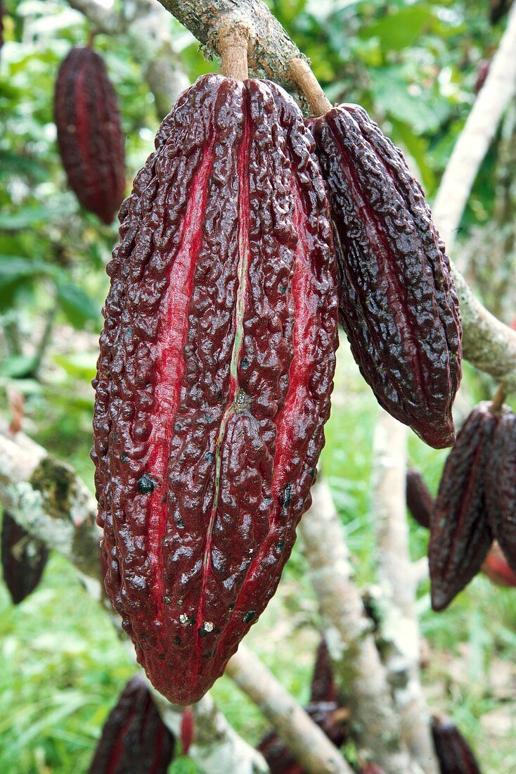 Cocoa pods on a tree