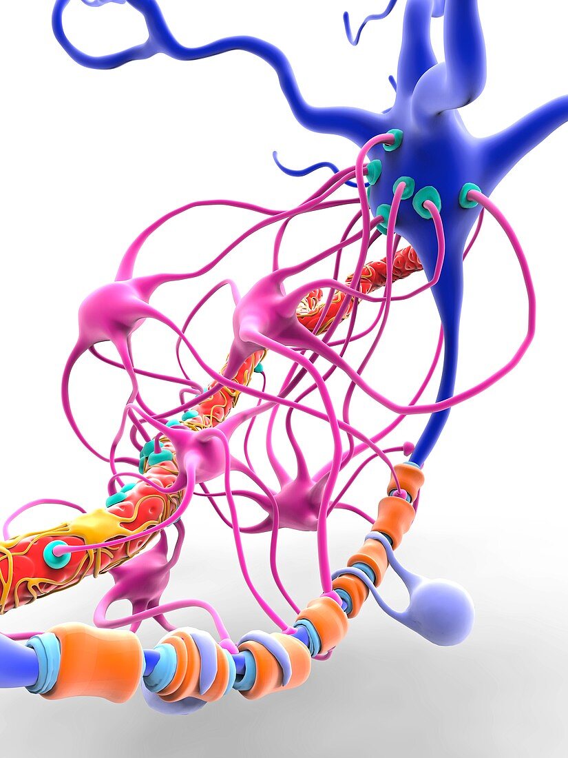 Blood-brain barrier,illustration