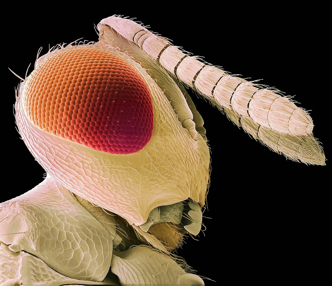Biological control wasp,SEM