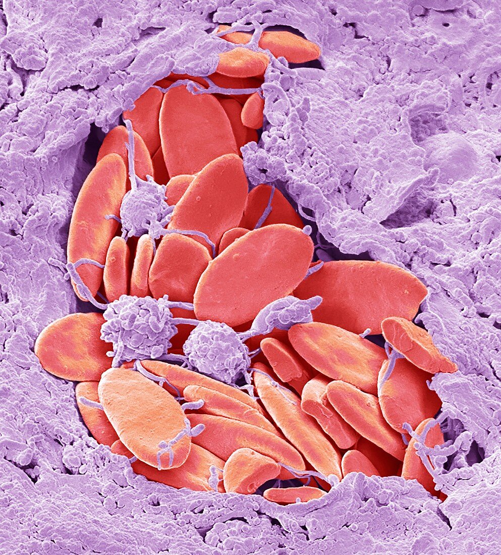 Bird red blood cells,SEM