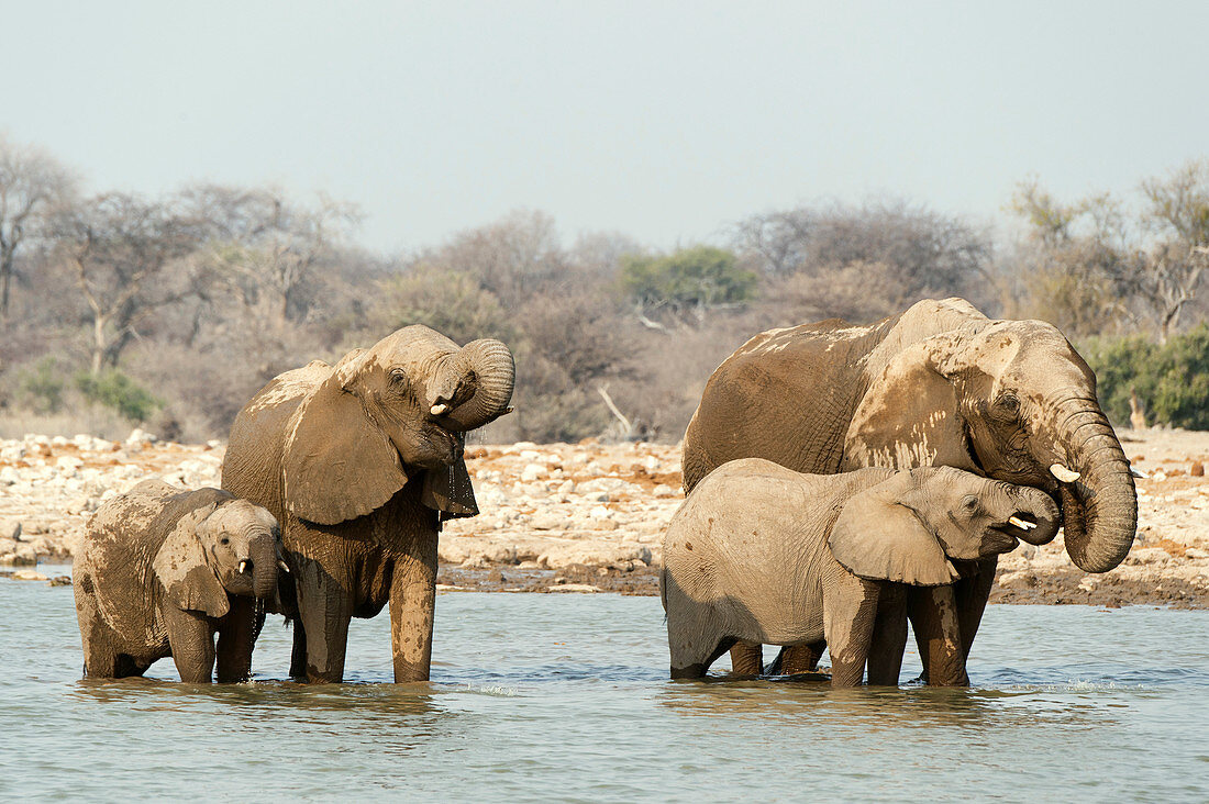 Elephants and young washing