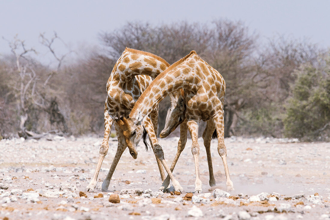 Male giraffe fighting