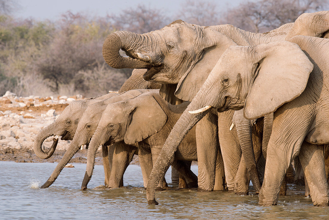 Elephants drinking