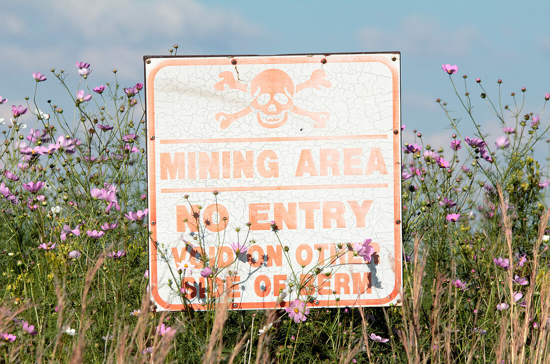 Cosmos plants and mine sign,South Africa