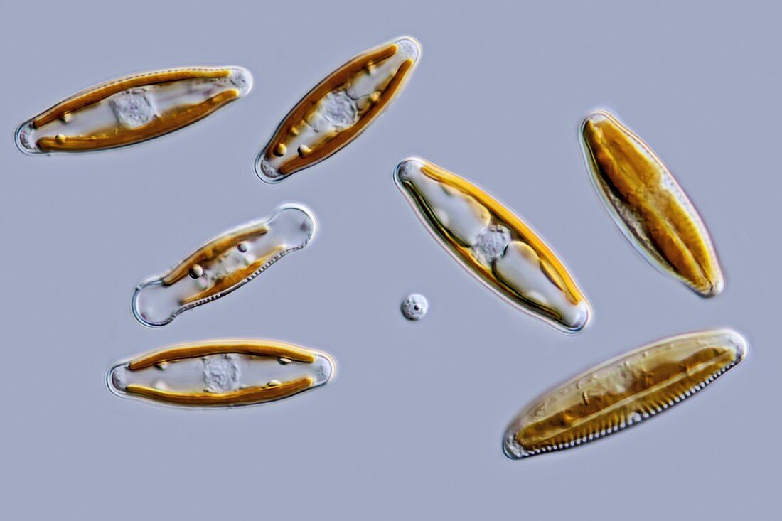 Pennate diatoms,LM