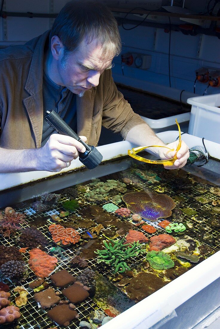 Fluorescent coral research