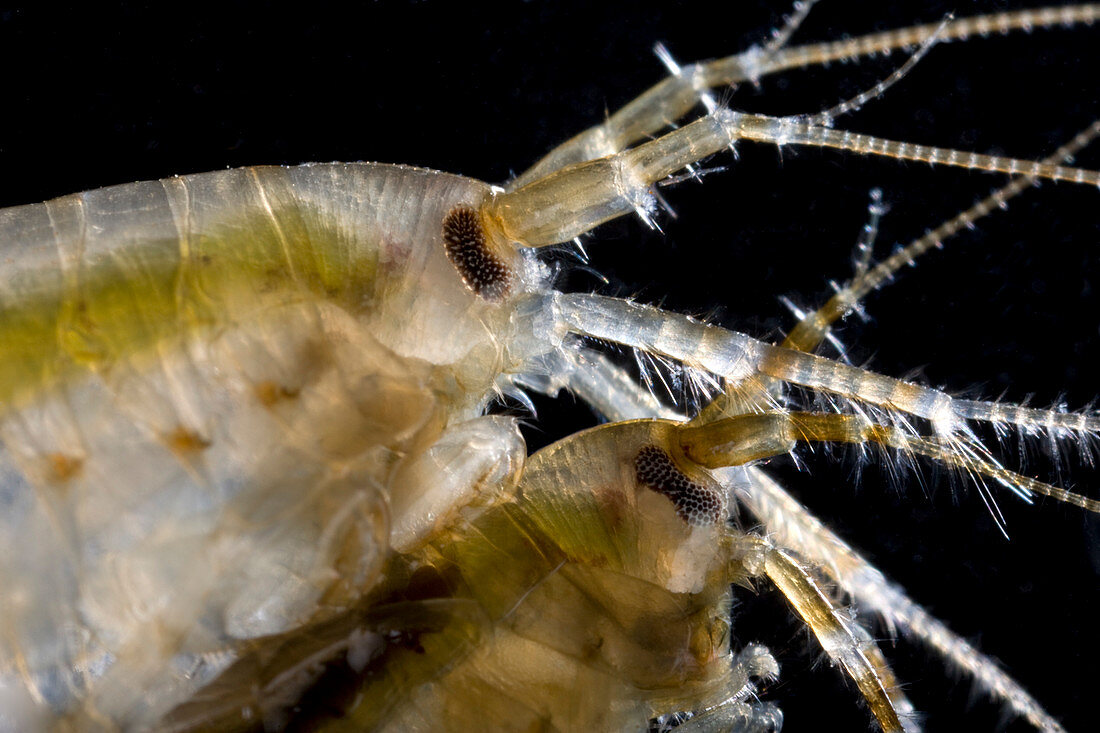Lagoon sand shrimps mating