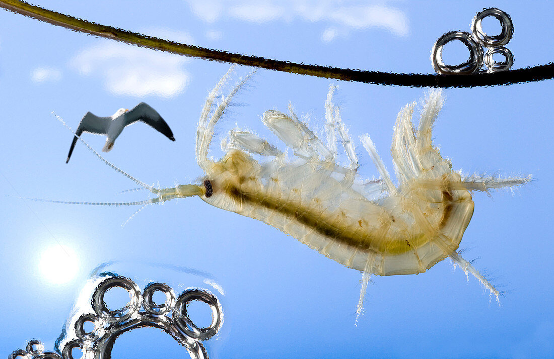 Infected shrimp and seagull predation